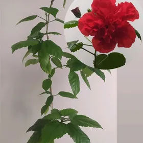 Китайская роза