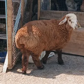 öwec goyunlar , berreler
