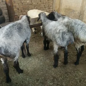 işşek