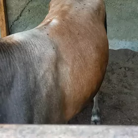 Gurbanlyk okuz 2 ýaşan