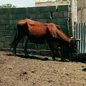 gysyr sygyr.