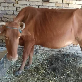 Hojekli sygyr
