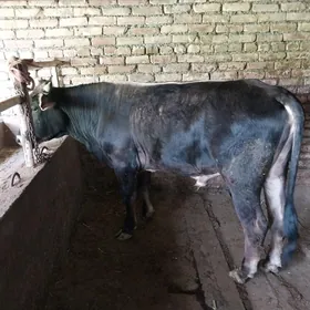 őkŭz gōle