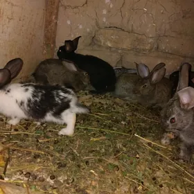 Towşan