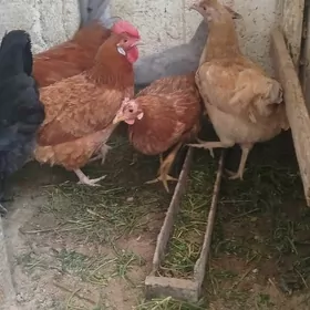 towuklar