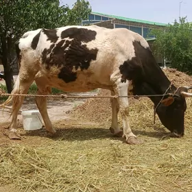 sygyr