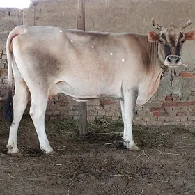 Bakylan sygyr