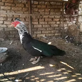 indawutga ordek juje