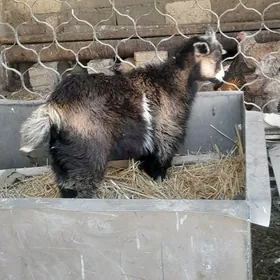 cebiş