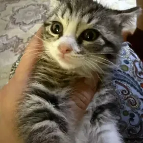 котята/домашние