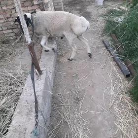 Gockar