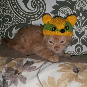 Котята