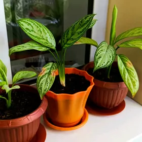Aglaonema Аглаонема