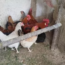towuklar