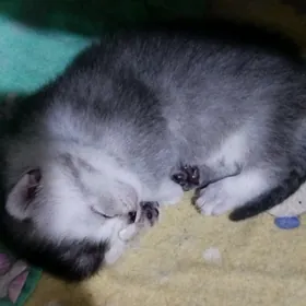 котята шотландские