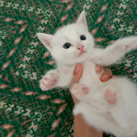 кошка