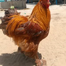 Brama horaz