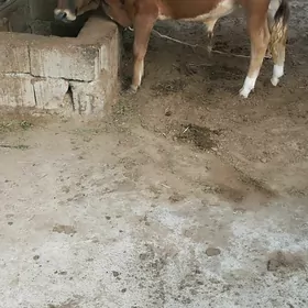 oküz