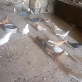 Kepderi