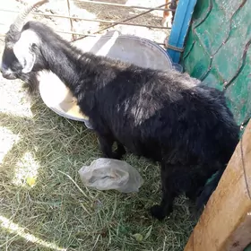 geci.