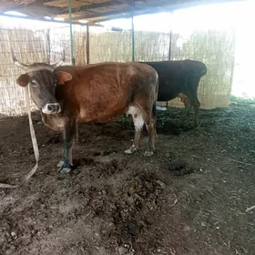 Goleli sygyr