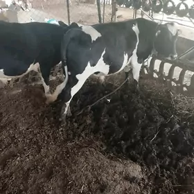 ÖKÜZ HÖWÜR
