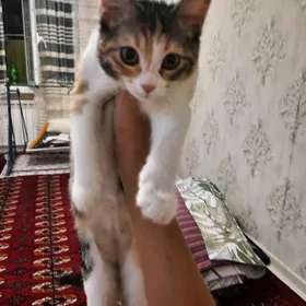 pisik  кошечка