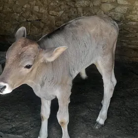 sygyr goleli