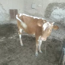 mal gulojyn