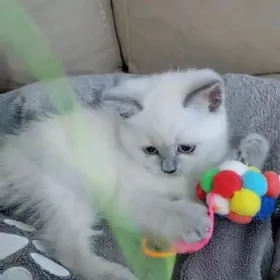 ШОТЛАНДСКИЙ МАЛЬЧИК