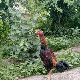 horaz