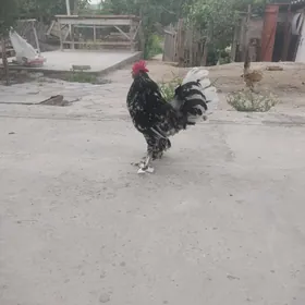 yaponçik horaz
