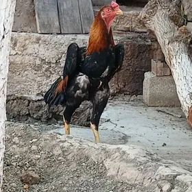 horaz taşkent