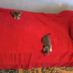 Отдадим Котят