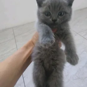 котёнок