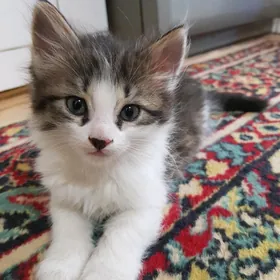 Кошка