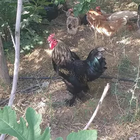 balgar towuk kurk