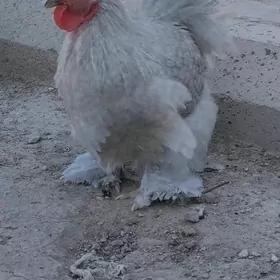 Kohinhin karlik horazlar