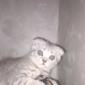 шатланский мальчик