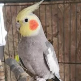 Корела