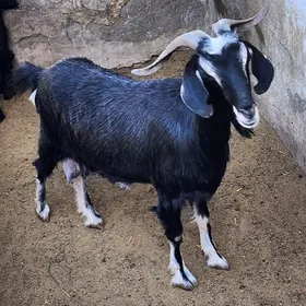 AMATLY OWLAKLY GEÇY ARASA MALY