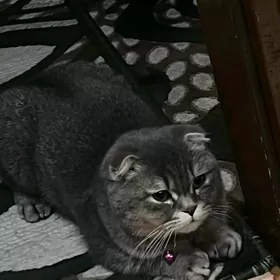 Şatlanskaýa+bengalskaýa poroda
