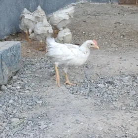 towuk juyje