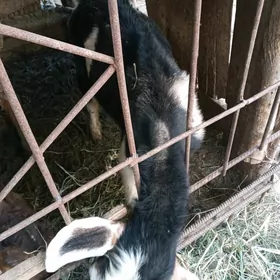 koyun geci