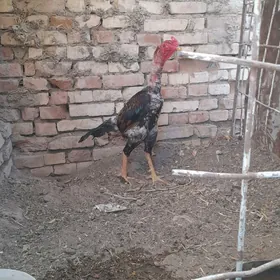 horoz
