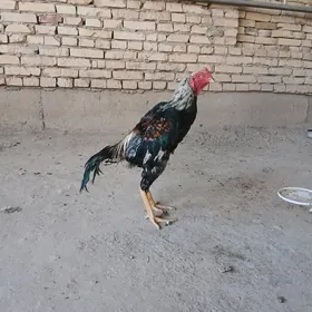 horaz