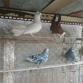 КАПТАР