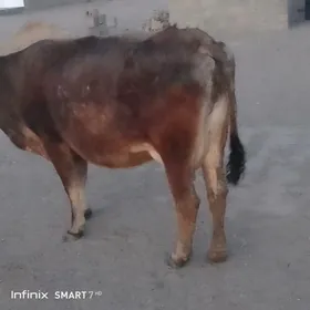 голели сыгыр