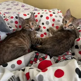 отдадим котят