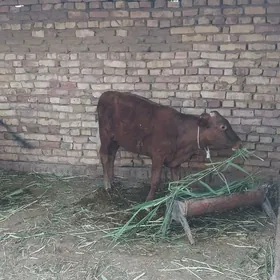 okiz